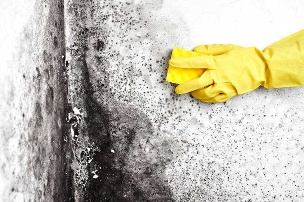 Best Local Mold Removal Service  in Berwyn, PA