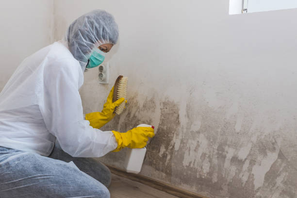 Best Crawl Space Mold Removal  in Berwyn, PA