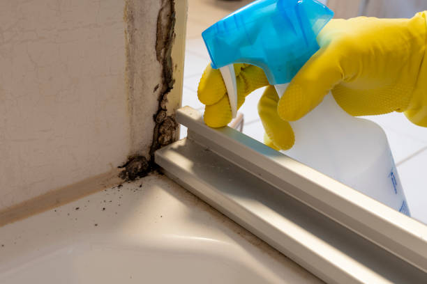 Best Mold Damage Repair  in Berwyn, PA