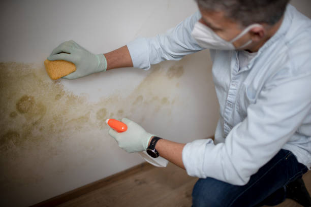 Best Professional Mold Removal  in Berwyn, PA