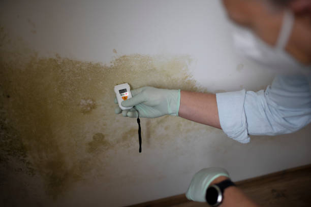 Best Attic Mold Removal  in Berwyn, PA