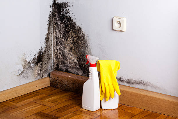 Professional Mold Removal in Berwyn, PA