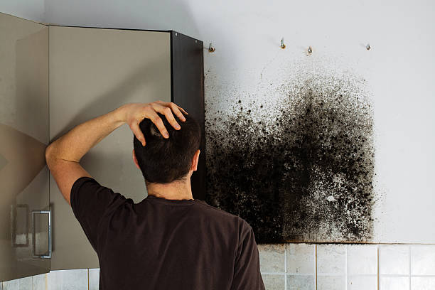 Best Mold Remediation Services  in Berwyn, PA