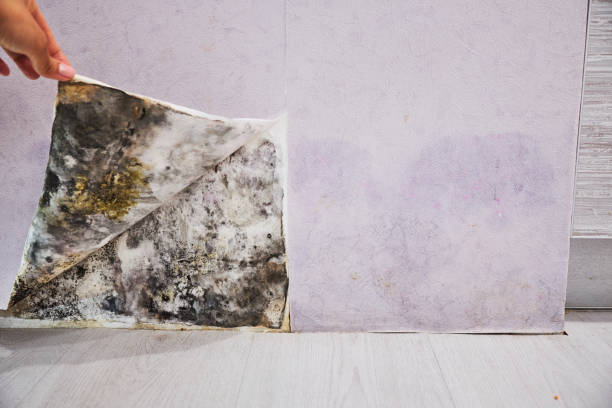 Best Mold Testing  in Berwyn, PA
